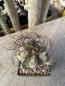 Preview: Astrophytum capricorne var. senile